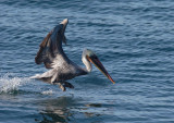 Brown Pelican taking off, Santa Cruz, November 17, 2014
