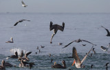 Brown Pelican diving, feeding frenzy