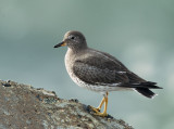 Surfbird