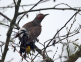 Northern Flicker, Red-shafted