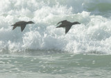 Surf Scoters, females flying