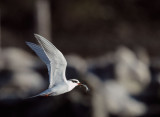 Forsters Tern, non-breeding plumage, with fish
