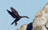 Pelagic Cormorant, immature