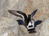 Black Turnstone, rear dorsal view