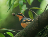 Varied Thrush, male, with acorn