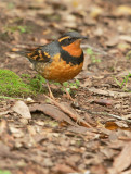 Varied Thrush, male