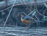 Varied Thrush, male