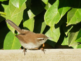 Bewicks Wren