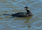 Pelagic Cormorant