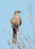 Crissal Thrasher, singing male