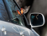 Vermillion Flycatcher male, attacking reflection, Arizona, February 2015
