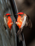 Vermilion Flycatcher, male, fighting own reflection