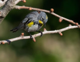Yellow-rumped Warbler, Audubons male