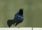 Great-tailed Grackle, male