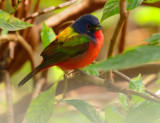 Birds -- Florida, March 2015