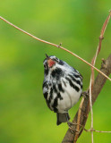 Black-and-White Warbler, male
