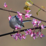 Tangled Up in Pink (Blue-gray Gnatcatcher, male)