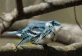 Cerulean Warbler, male