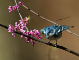 Cerulean Warbler, male taking off