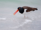 American Oystercatcher, with prey