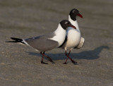 Laughing Gulls, pair courting