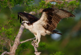 Osprey