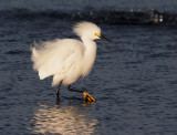 Snowy Egret, full breeding plumage