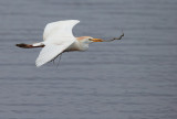 Cattle Egret, carrying nesting material