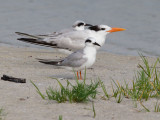 Royal Tern and Forsters Terns