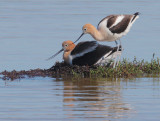 American Avocets, pair, changing places
