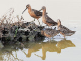 Long-billed Dowitchers, breeding plumage