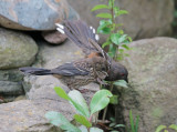 Spotted Towhees, juvenile with adult female