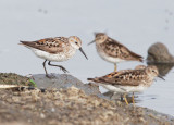 Western Sandpiper, breeding plumage