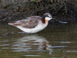 Wilsons Phalarope, female