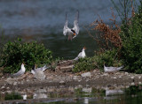 Forsters Terns, nest activity