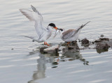 Forsters Terns, adult feeding fledgling