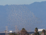 Wilsons Phalaropes Flock