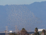 Wilsons Phalaropes Flock, 1310 px