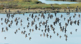 Wilsons Phalaropes Flock