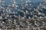 Elegant Terns, flock taking off