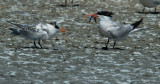 Elegant Terns, adult and juvenile