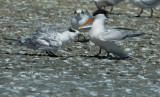 Elegant Terns, adult feeding juvenile