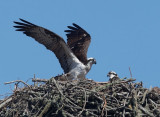 Ospreys, female and nestling