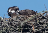 Ospreys, female feeding nestling