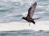 Black Oystercatcher, juvenile flying