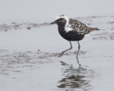 Black-bellied Plover, breeding plumage