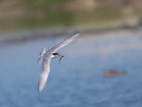 Forsters Tern, carrying fish to young bird