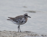 Black-bellied Plover, molting