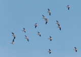 American White Pelicans