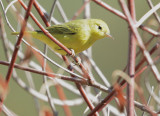 Yellow Warbler, male